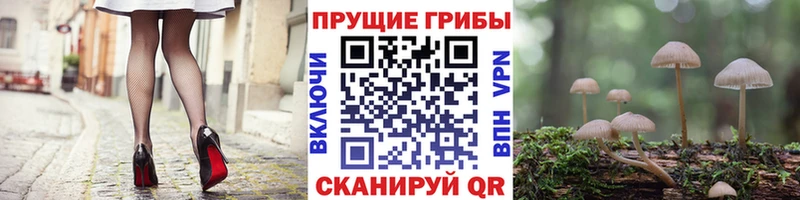 kraken вход  Старая Русса  Псилоцибиновые грибы прущие грибы 